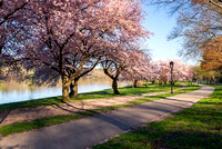 Kelly Drive cherry blossoms