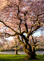 Kelly Drive cherry blossoms