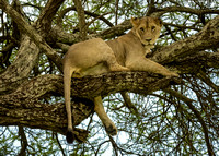 Female lion up a tree
