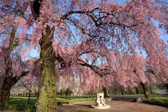 Cherry Blossoms 2013