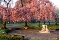 Cherry Blossoms 2013