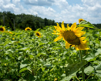 Timberline Farm sunflowers