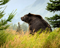 Brown Bear
