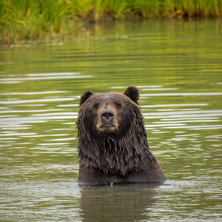 Brown Bear