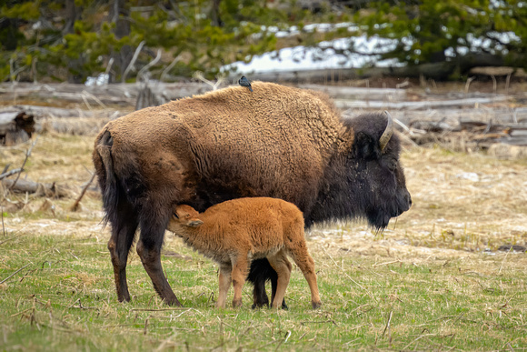 Bison mom and baby