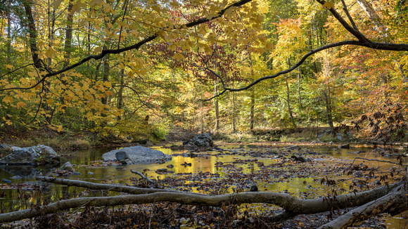 Fall at Ridley Creek