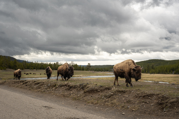 Bison along Madison River