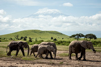 Elephant herd
