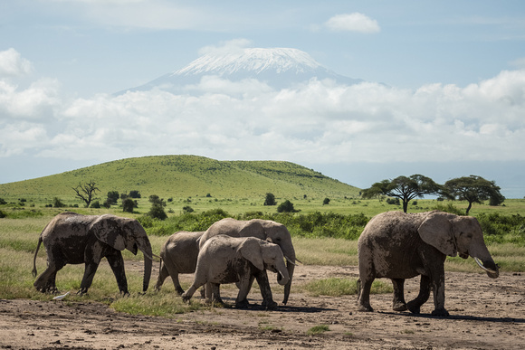 Elephant herd