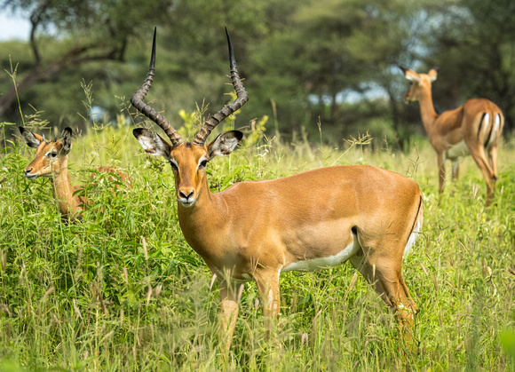 Impala