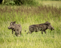 Warthog babies