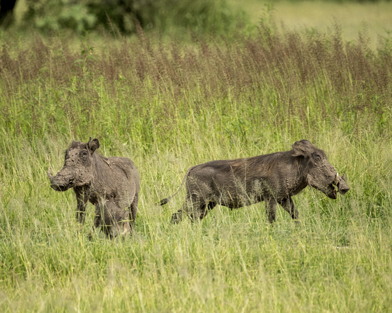Warthog babies