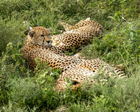 Three cheetah brothers