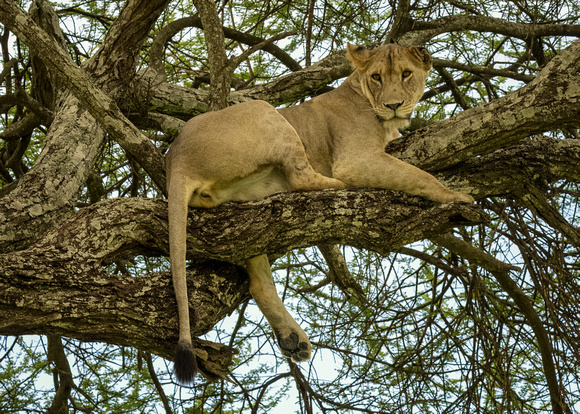 Female lion up a tree