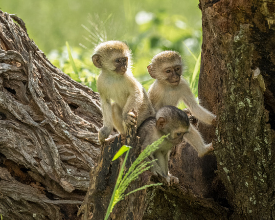 Playful little ones