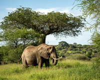 Elephant in front of baobab tree