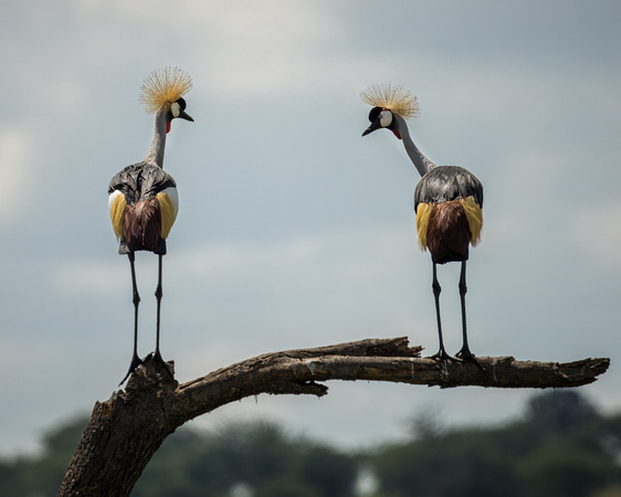 Crowned cranes