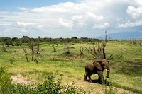 Elephant, gazelles, cape buffalo near Lake Manyara