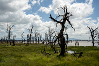 Dead trees from 2019 floods