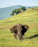 Territorial elephant