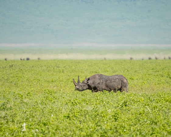 Black rhino