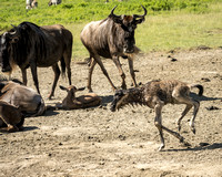 Baby wildebeest (3/3)