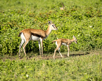 Proud mom and baby Gazelle