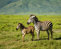 Proud mom and baby Zebra