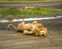 Sleeping male lions