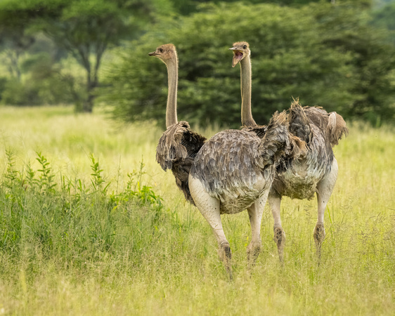 Ostriches