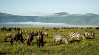 Early morning with the wildebeest and zebras