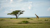 Giraffe and the Amboseli scenery