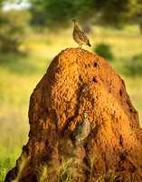 Yellow-necked spurfowl on a termite mound