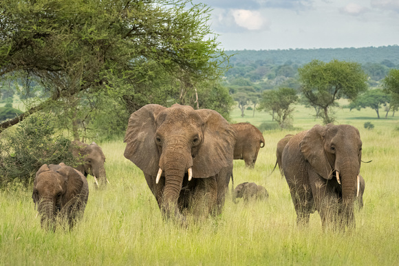 Elephants on the move