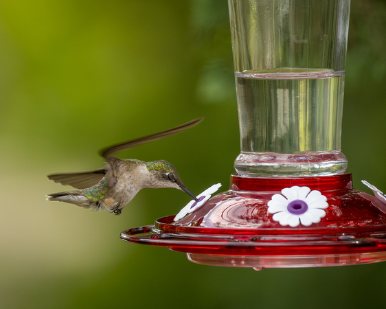 Mullica River hummingbirds