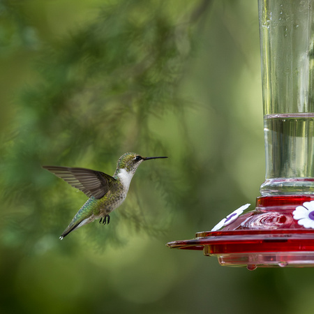 Mullica River hummingbirds